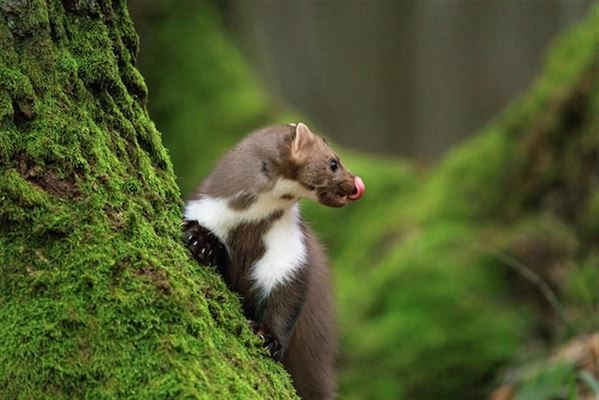Bekæmpelse af mår: Sådan beskytter du dit hjem og din have