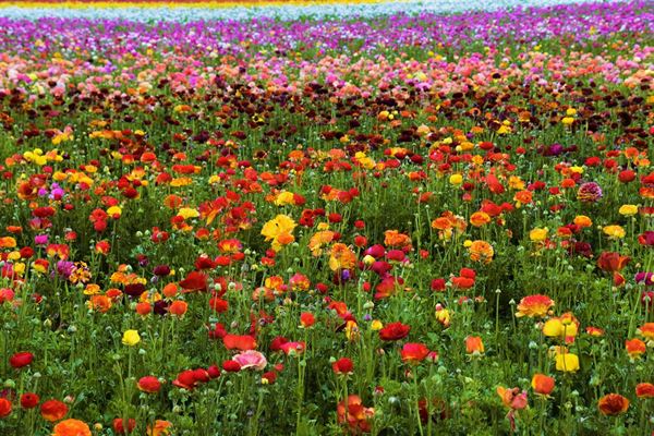 Blomster - skønheden i naturen