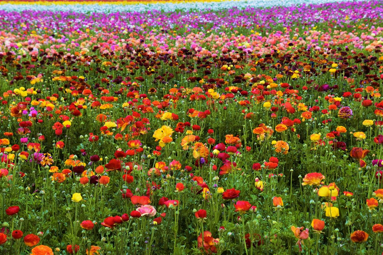 Blomster - skønheden i naturen